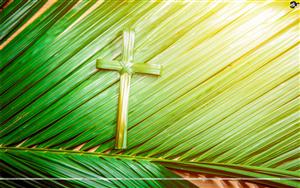 Cross shape of palm leaf on palm branches with a ray in wooden background